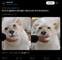 속눈썹이 예뻐서 난리난 한국 동물원의 백사자
