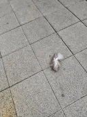 진화하는 캣맘