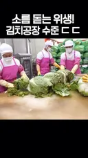 공장에서 김치 만드는 과정 소개