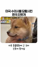 "늑대 아니에요?" 미국 수의사들 당황시킨 한국 진돗개