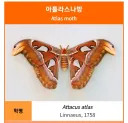 현대 아틀라스 볼 때마다