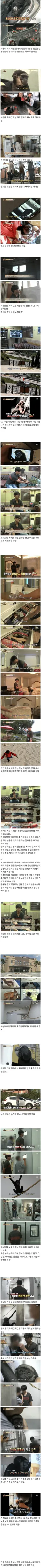 동물농장 최악의 헬피 엔딩