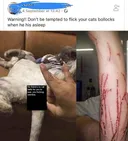 고양이 딱밤 날렸다가 벌어진 사태