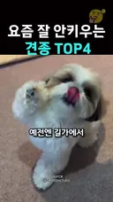 요즘은 보기 힘든 견종을 알아보자