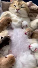 아깽이 식사 시간