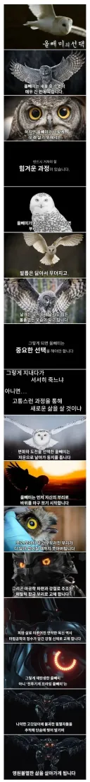 죽음을 앞둔 올빼미의 선택 .jpg