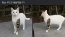 문신 고양이 형님.jpg