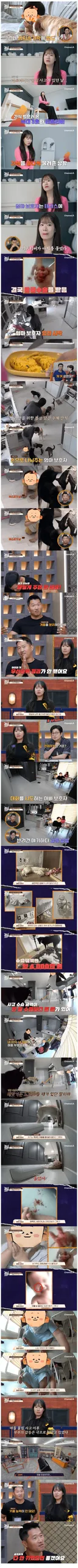 대형견 3마리 키우는 아기엄마.jpg