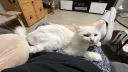 현시각 우리집 고양이 근황