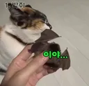 요즘 산에 다람쥐 구경하기 힘들다더니 고양이는 정말 뛰어난 헌터인 듯