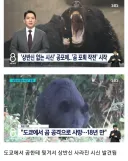 곰 때문에 초비상 사태 걸린 일본 근황