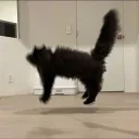 고양이 깜짝 놀람🐈‍⬛