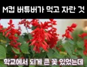 하루에 용돈 300원 받았다는 여성 방송인