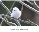 AI로 개드립 짤을 만들기 전엔 말로만 했지...