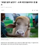 “트럼프 닮아 살았다”···도축 피한 방글라데시 흰 물소