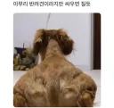 잘못보면 강해보이는 강아지 뒷모습.jpg