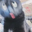 검은 떼걸룩의 다양한 표정 모음