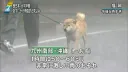 "쭈, 쭈인아... 니 산책 중독이다...!"