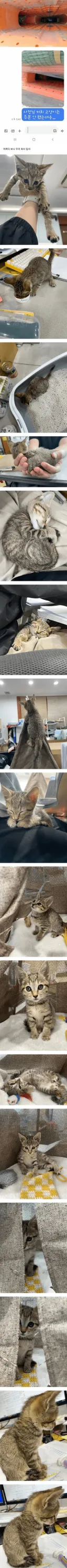 얼떨결에 회사 강제 입사한 고양이