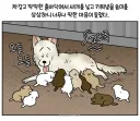 안쓰러운 강아지의 사연....