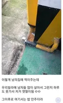 효과만점 캣맘 퇴치법.jpg