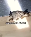 햇빛의 존재를 처음 느낀 아기고양이