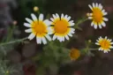 한국에서 진짜 보기 힘든 꽃