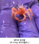 해양생물들 새끼 때 모습.jpg