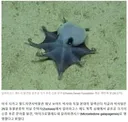 갈라파고스 제도 심해서 골프공 크기 신종 푸른 문어 발견.