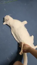 냥이 안키우는 사람들은 모르는 고양이 하루 털 뿜뿜양