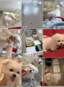 귀여운 댕댕이랑 산책 많이 하시죠? 그래서 제가 만들어보았습니다.😄