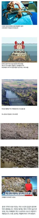 독일 생태계를 작살내는중인 갑각류