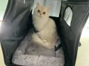 우리집 고양이 과거와 현재