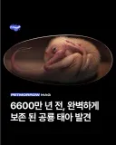 6600만 년 전 공룡 태아 화석 발견.jpg