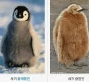 알 → 새끼 왕펭귄 → 어른 왕펭귄.jpgif