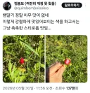 뱀딸기를 먹어본 트위터인