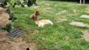 육아가 너무 힘든 고양이.gif