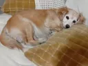 우리집 댕댕이 의외로 큼
