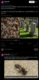 뉴욕주 이타카의 묘지 아래에서 발견되었다는 거대한 꿀벌 군집.twit