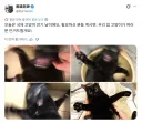 국제 고양이 안기의 날.jpg