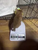 사료 먹는 고양이의 체중 변화