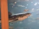 백상아리 '있었음' 카페.jpg