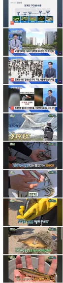 서울 청계천 생태계 근황.