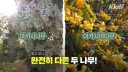 그동안 몰랐었던 아카시아 나무의 비밀