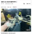 소는 온순한 동물이라며