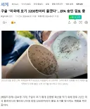 모기 3200만마리 살포하겠다는 구글