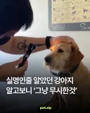 실명인줄 알았던 강아지 알고보니.jpg