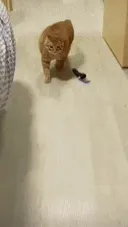 오늘따라 근자감 폭발하는 고양이