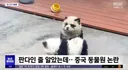 판다가 없을때 중국 동물원의 해결책.mp4