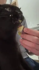 고양이 고구마 먹방